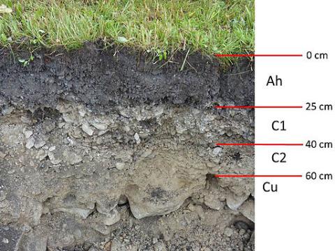 Carbonathaltiger verbraunter Auboden aus Altenberg an der Rax (Koordinaten: N 17° 41,008‘, E 15° 38,074‘)