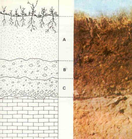 Vertical Structure of a typical soil