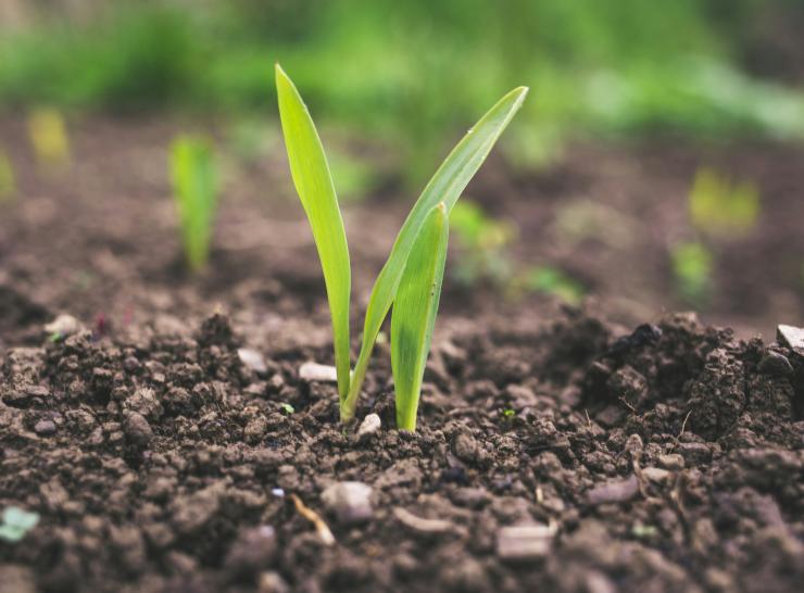 Green plant sprouting at daytime